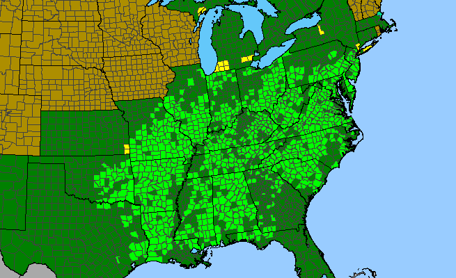 The range of Sabatia angularis